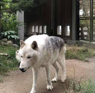 偶然だけどオオカミが続いてる