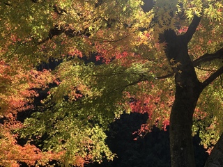 光と色の美しい紅葉