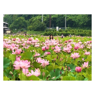 蓮の花と戯れる幸せの時間