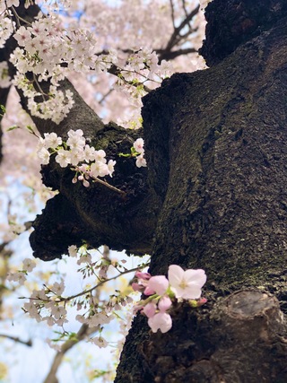 空と月がコロナ対策で出来ることとお知らせ