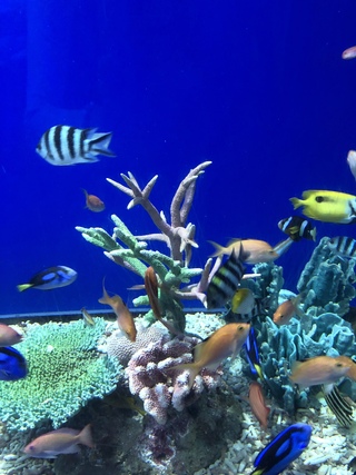海の中の人間関係